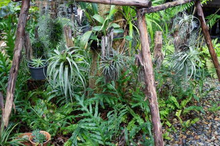 Green plant pots in the garden, stock photo