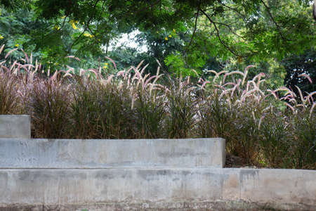 Relaxing seat of reeds grass flower, stock photo
