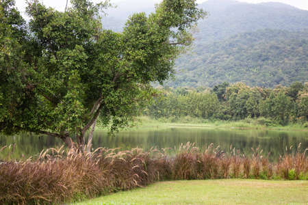 Water pond view of reeds grass flower, stock photoの写真素材