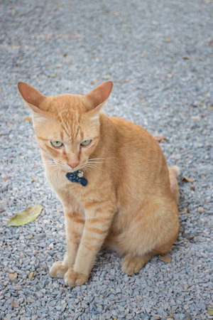 Chilled out cat in outdoor garden, stock photoの写真素材