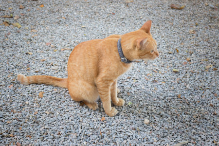 Chilled out cat in outdoor garden, stock photoの写真素材