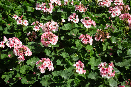 Variety summer plant sale and display in the market, stock photo