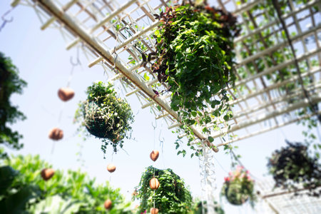 Variety summer plant sale and display in the market, stock photoの写真素材