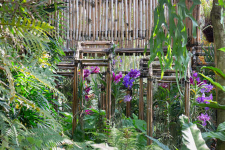 Colorful orchid farm cafe and agricultural industry, stock photoの写真素材