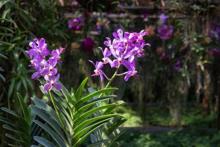 Colorful orchid farm cafe and agricultural industry, stock photo