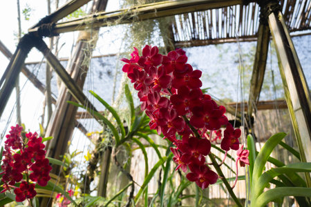 Colorful orchid farm cafe and agricultural industry, stock photoの写真素材