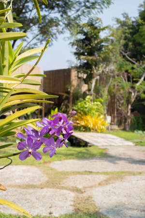 Colorful orchid farm cafe and agricultural industry, stock photoの写真素材