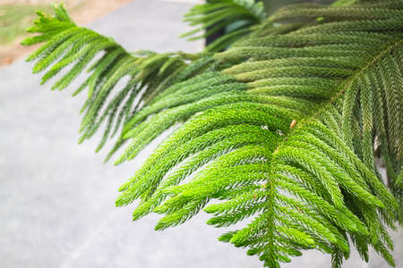 Green leaves plant interior cozy coffee shop, stock photo
