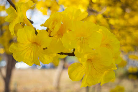 Beautiful yellow summer flower blossom, stock photoの写真素材