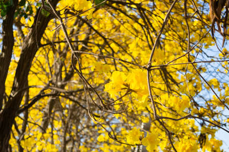 Beautiful yellow summer flower blossom, stock photoの写真素材