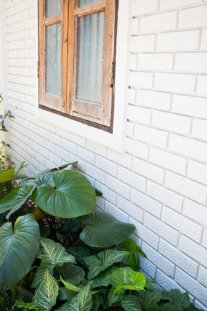 Indoors garden plant pot decoration, stock photoの写真素材