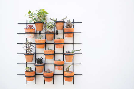 Indoors garden plant pot decoration, stock photoの写真素材