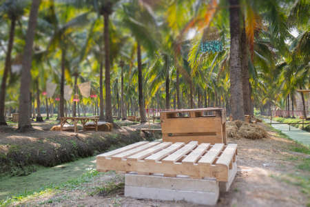 Summer field of coconut palm, stock photoの写真素材