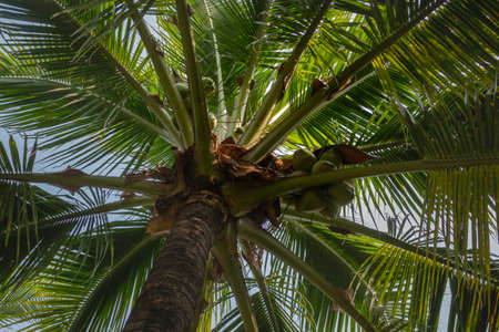 Summer field of coconut palm, stock photoの写真素材