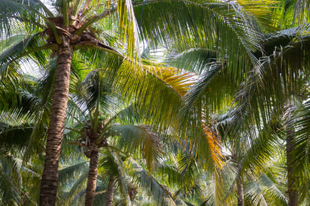 Summer field of coconut palm, stock photoの写真素材