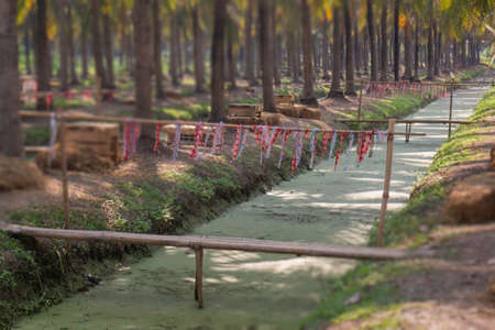 Summer field of coconut palm, stock photoの写真素材