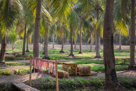 Summer field of coconut palm, stock photoの写真素材