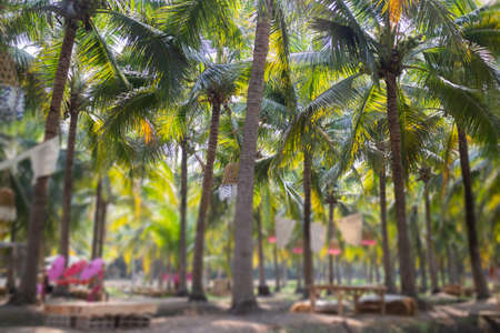 Summer field of coconut palm, stock photoの写真素材
