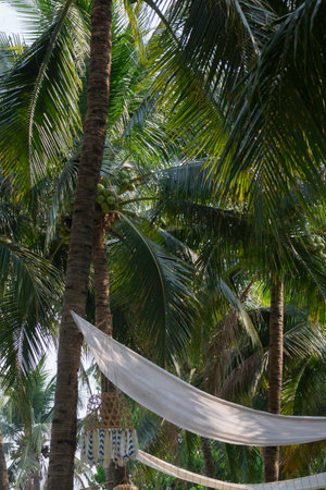 Summer field of coconut palm, stock photoの写真素材