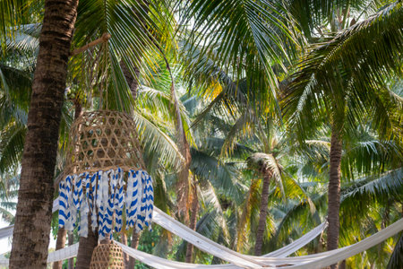 Summer field of coconut palm, stock photoの写真素材