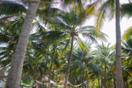 Summer field of coconut palm, stock photoの写真素材