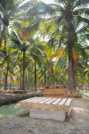 Summer field of coconut palm, stock photoの写真素材