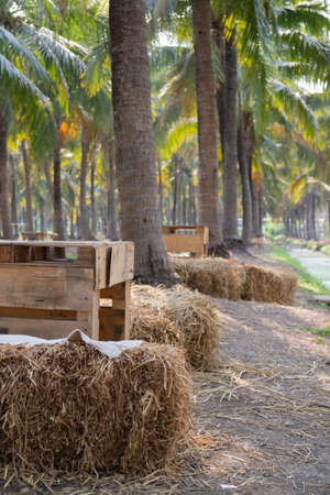 Summer field of coconut palm, stock photoの写真素材