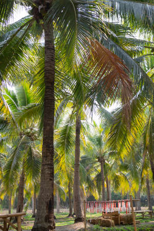 Summer field of coconut palm, stock photoの写真素材