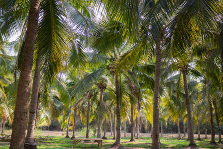 Summer field of coconut palm, stock photoの写真素材