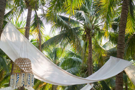 Summer field of coconut palm, stock photoの写真素材