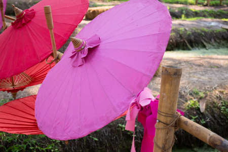 Summer field of coconut palm, stock photoの写真素材
