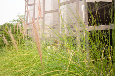 Green foxtail grass decorated in outdoor garden, stock photoの写真素材