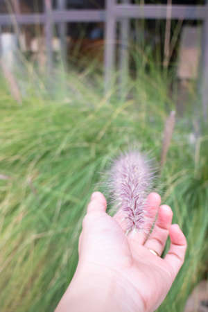 Green foxtail grass decorated in outdoor garden, stock photoの写真素材