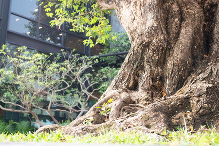 Varieties tropical rainforest foliage plants, stock photoの写真素材