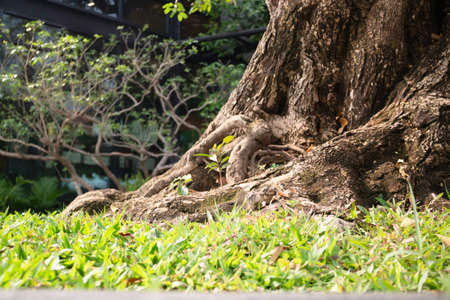 Varieties tropical rainforest foliage plants, stock photoの写真素材