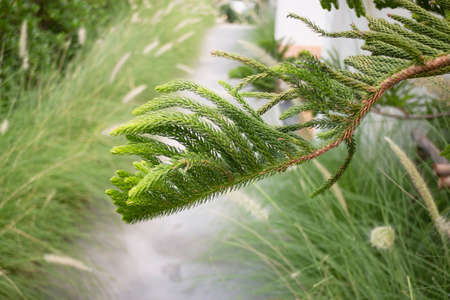 Green small leaves of conifer branch in lush garden, stock photo