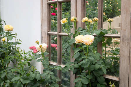 Beautiful rose garden in summer, stock photoの写真素材