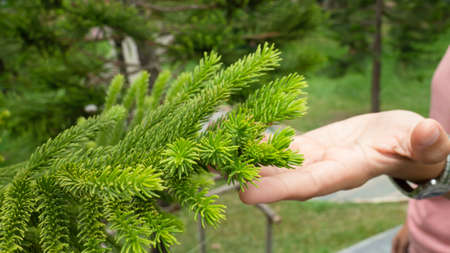 Green small leaves of conifer branch in lush garden, stock photo