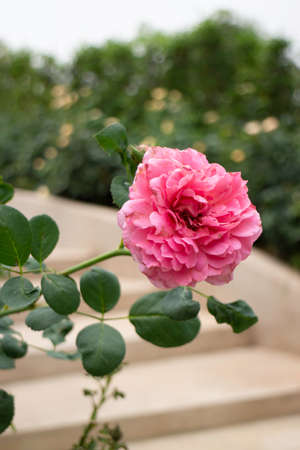 Beautiful rose garden in summer, stock photo