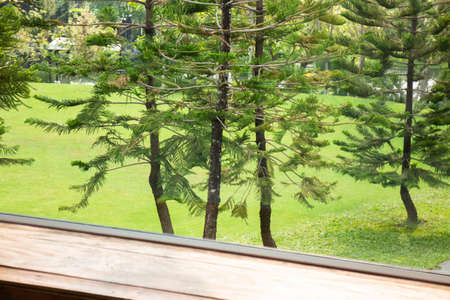 Green small leaves of conifer branch in lush garden, stock photo