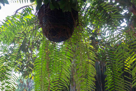 Lush tropical garden with assorted plants and flowers, stock photoの写真素材