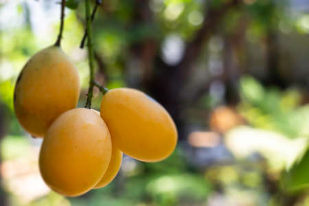 Sweet yellow marian plum tree, stock photo
