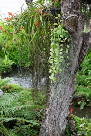 Hanging flower plant pot in garden, stock photo