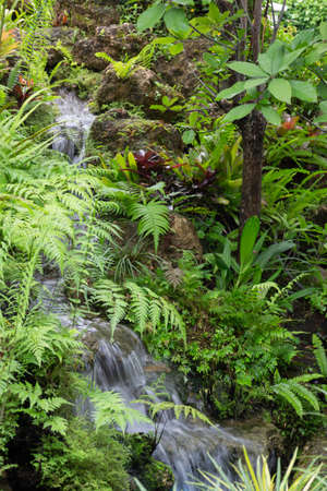 Tropical green surroundings in outdoor garden, stock photo
