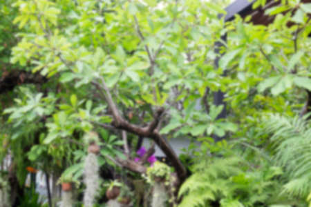 Tropical green surroundings in outdoor garden, stock photo