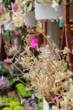Bright spring leaves on the tree, stock photoの写真素材