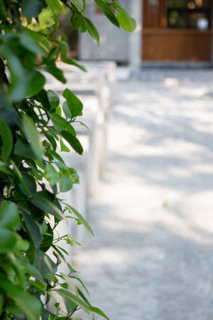 Outdoors garden relaxation green cafe, stock photoの写真素材