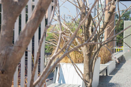 Minimal outdoors garden white color exterior, stock photoの写真素材