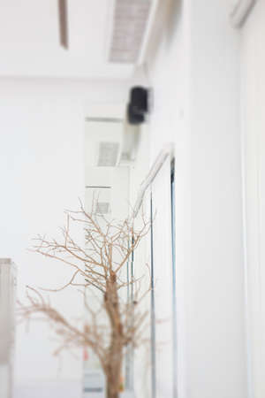 Branches of trees decorated in cafe, stock photoの写真素材