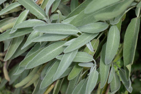 Green summer plant in outdoors market, stock photoの写真素材